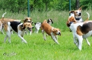 Anglo Treffen in Viersen